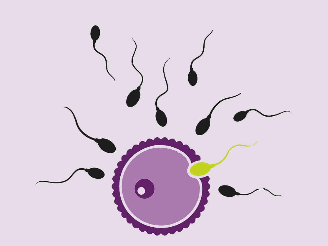 Wenn die Eizelle nach ihrer Befruchtung in der Gebärmutterschleimhaut andockt, kann es zur Einnistung kommen.