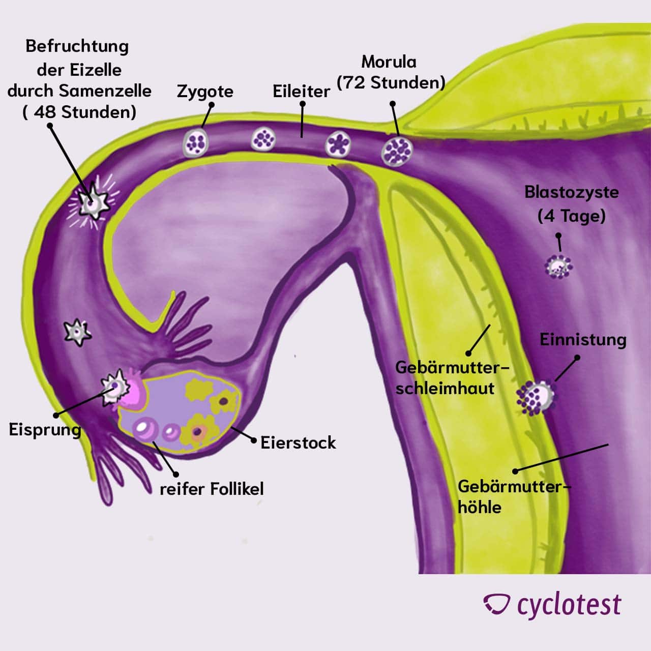 Zeitlicher Verlauf der Einnistung der befruchteten Eizelle in der Gebärmutter.