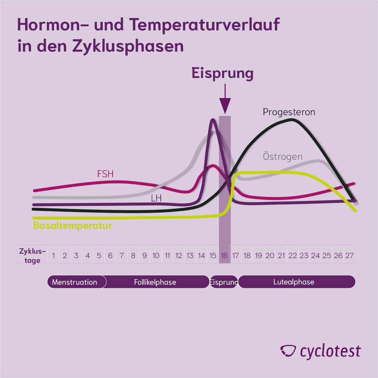 Hormon- und Temperaturverlauf während der Zyklusphasen