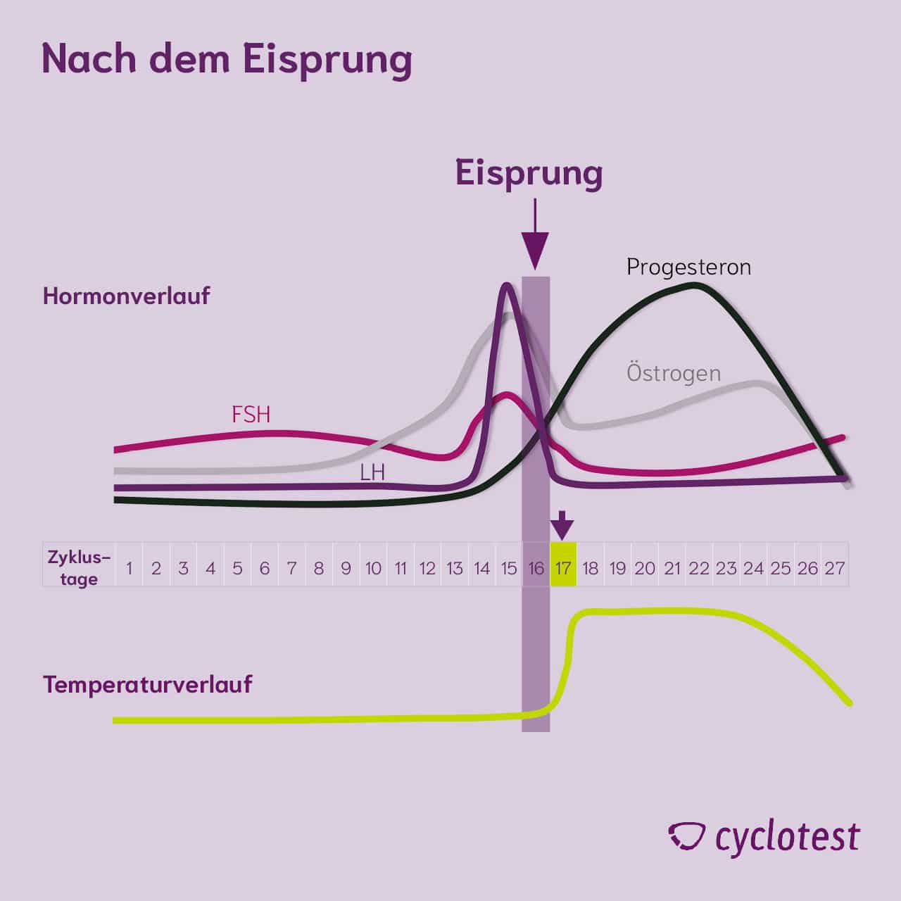 Darstellung des Verlaufs der Hormone FSH, LH, Progesteron und Östrogen sowie der Temperatur in der zweiten Zyklushälfte nach dem Eisprung.
