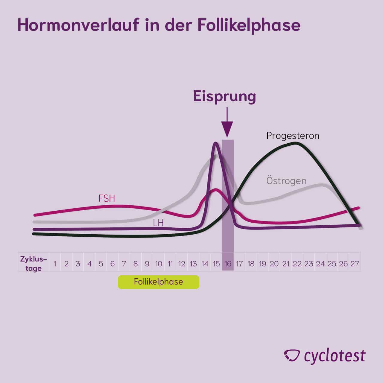 Hormonverlauf in der Follikelphase