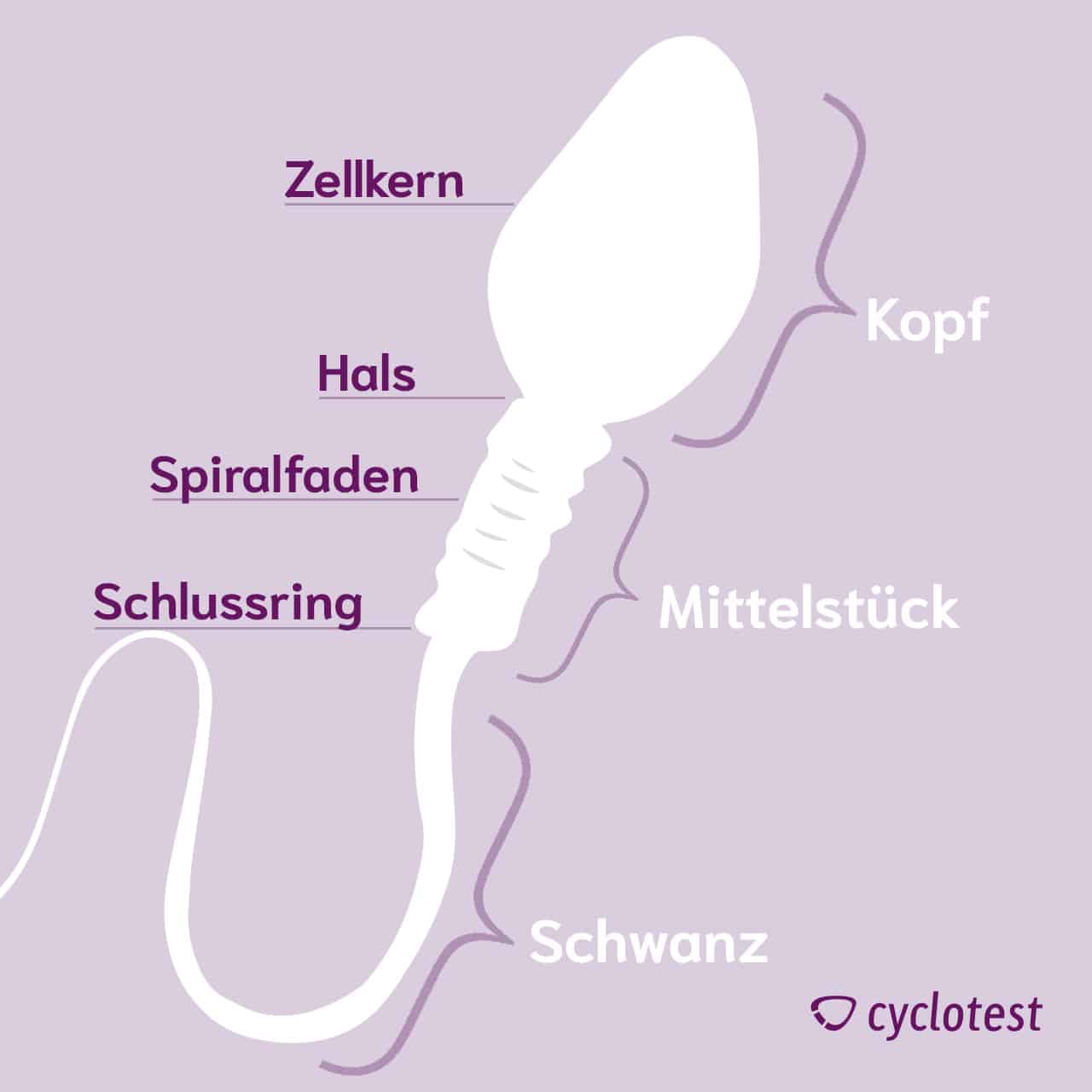 Die Grafik zeigt, dass der Aufbau eines Spermiums aus Kopf, Mittelstück und Schwanz besteht.