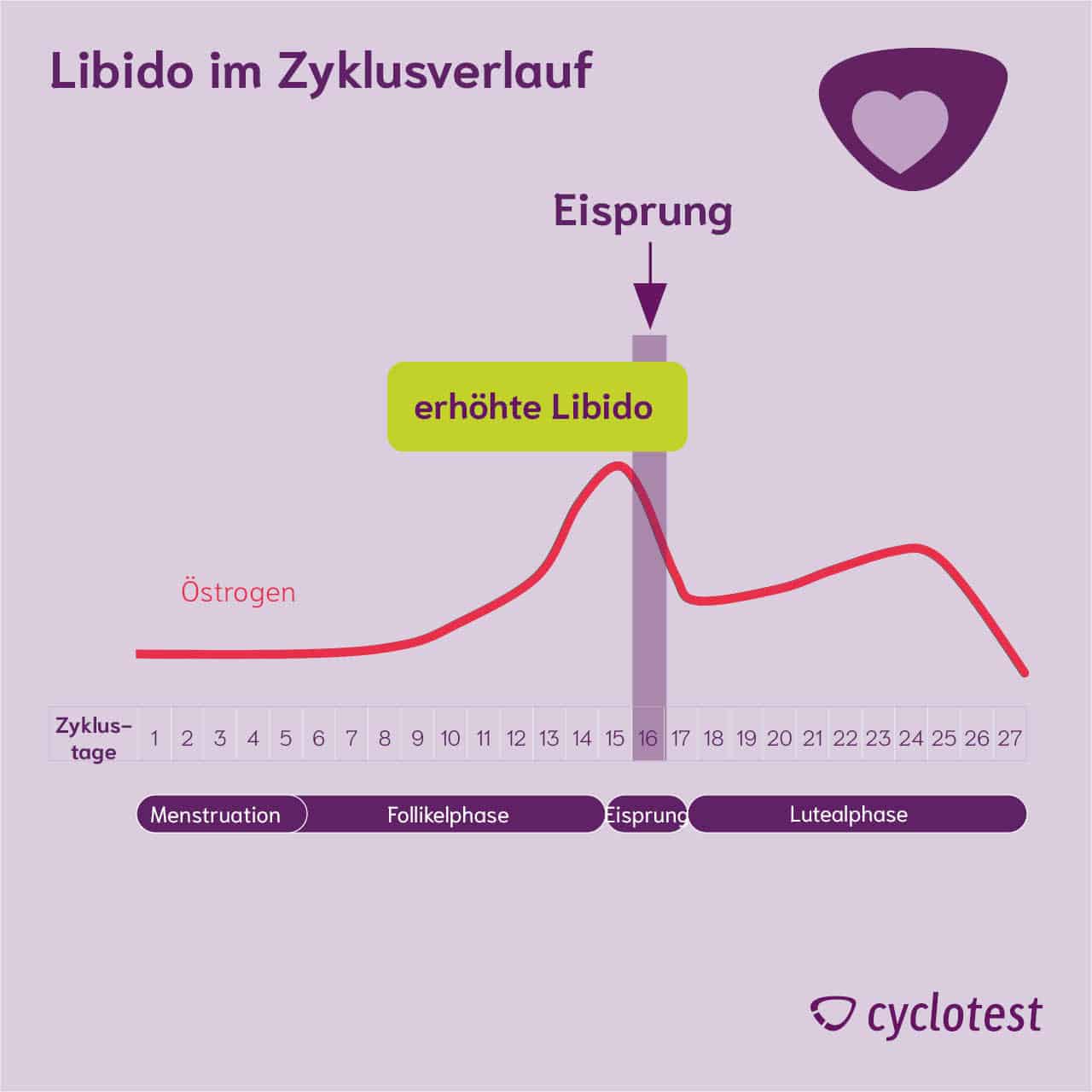 Zusammenhang Östrogenkonzentration und Libido