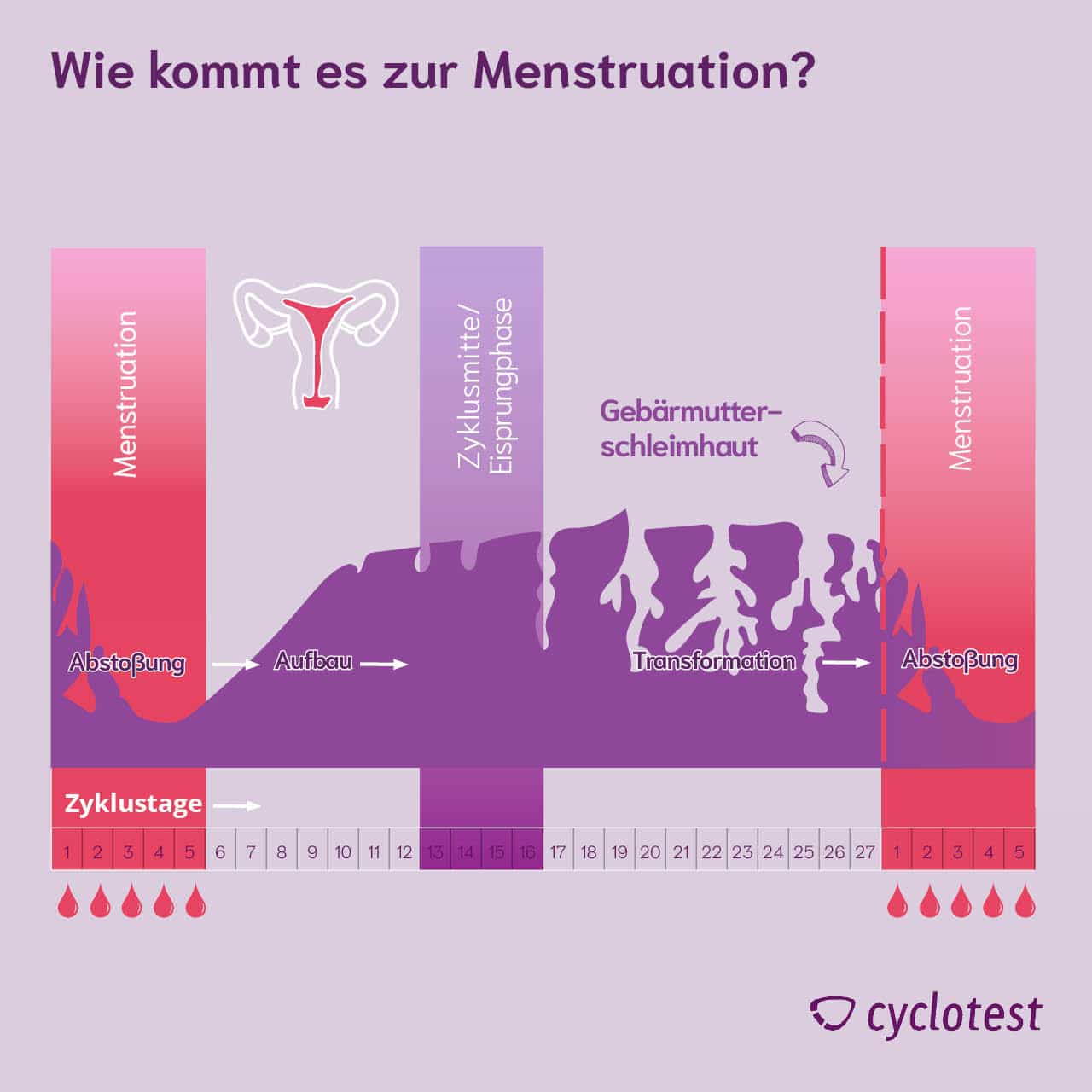 Die Grafik zeigt, wie sich sich die Gebärmutterschleimhaut im Laufe eines Zyklus verändert. Während der Menstruation wird aus der Gebärmutter Schleimhaut, Sekrete, Eizelle und Blut ausgeschieden.
