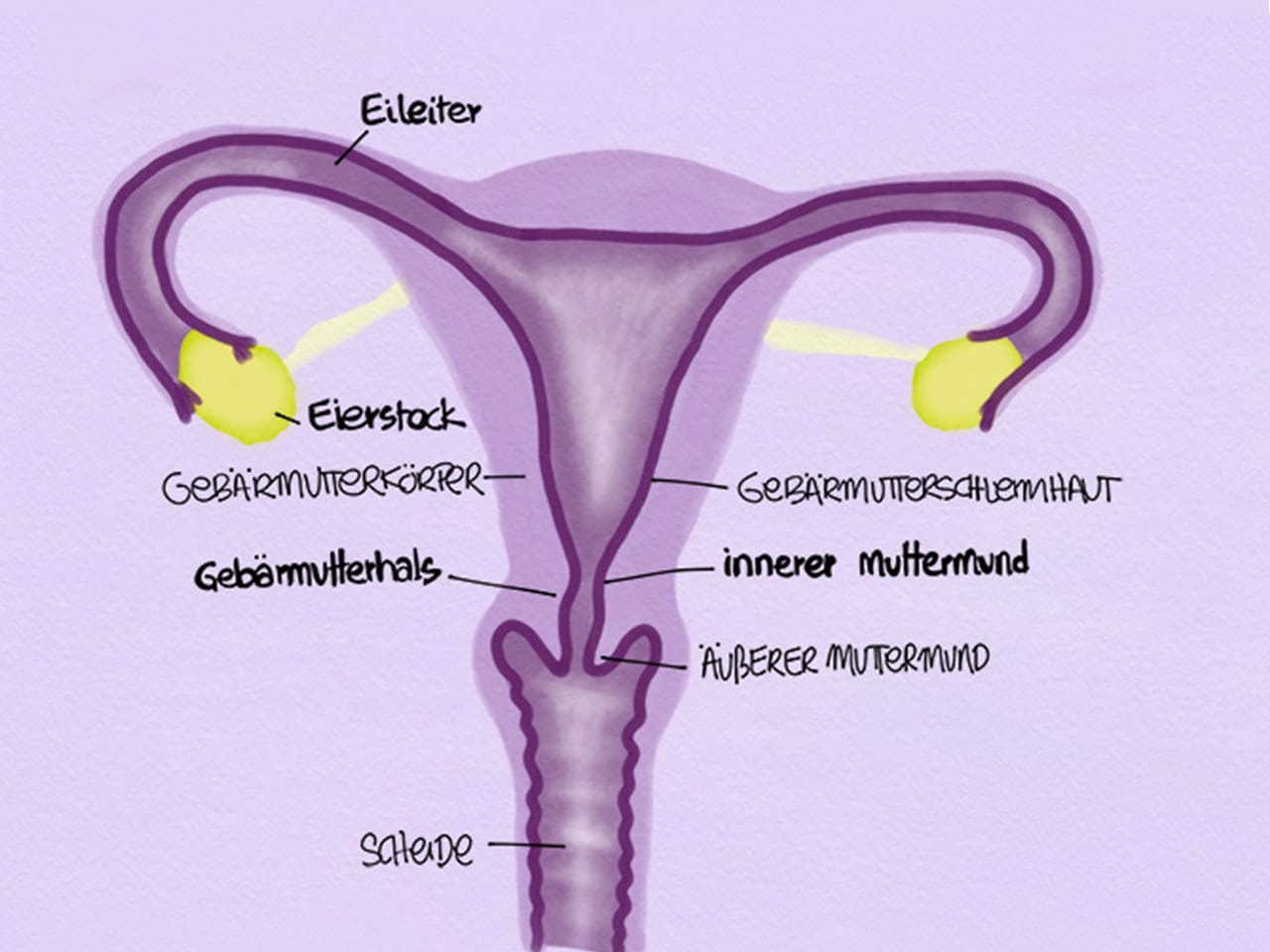 Die Grafik zeigt den Muttermund, auch Gebärmutterhals genannt.
