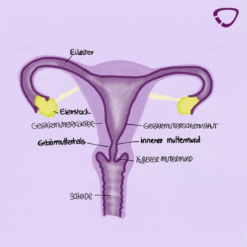 Die Grafik zeigt den Muttermund, auch Gebärmutterhals genannt.