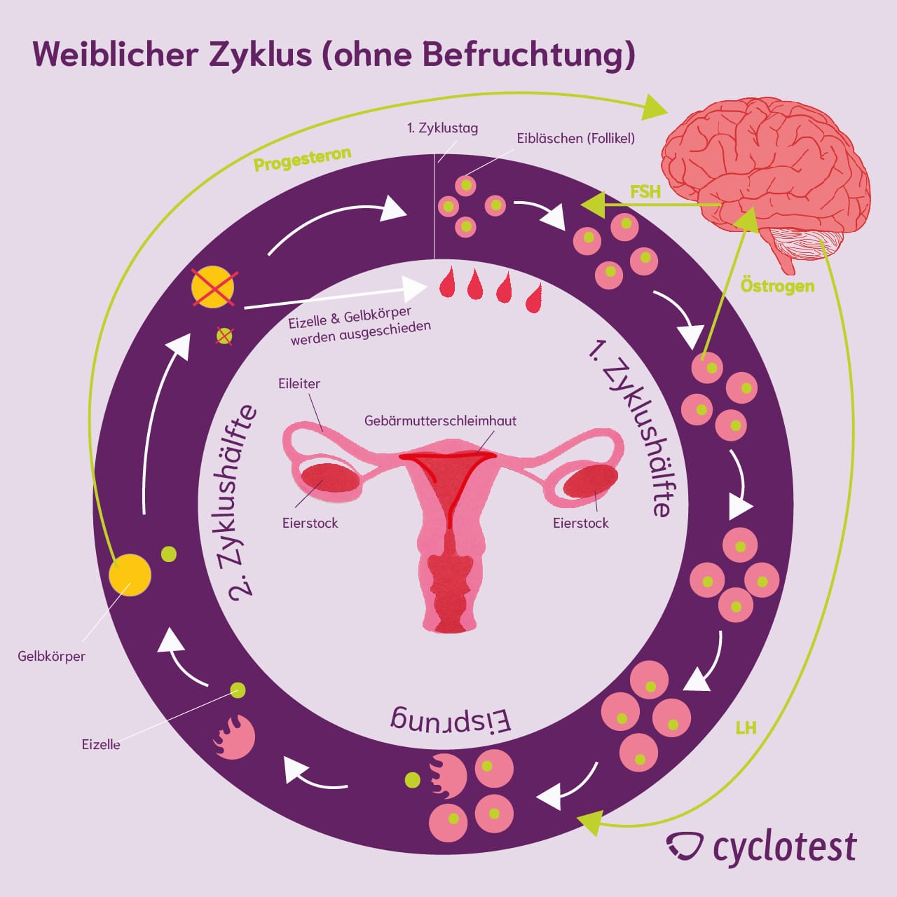 Die Phasen den weiblichen Körpers, samt Entwicklung der Eizelle.