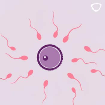 Das Spermium und die Spermienqualität können verbessert werden durch gesunde Ernährung bestehend aus Obst und Gemüse.