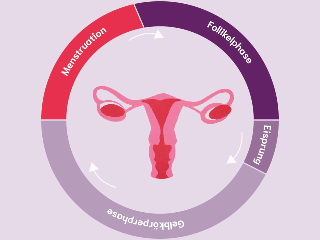 Die Phasen des weiblichen Zyklus: Menstruation, Follikelphase, Eisprung und Gelbkörperphase