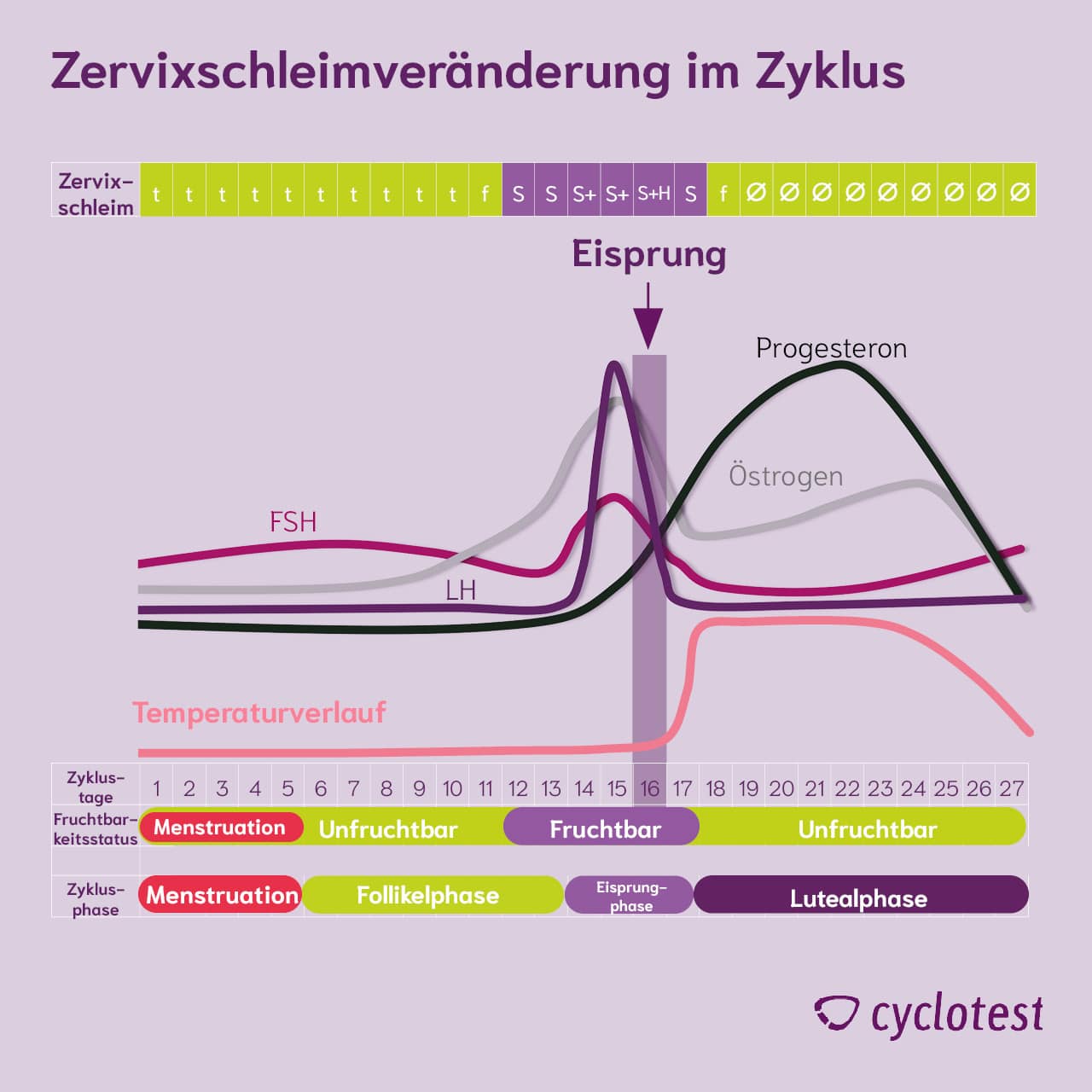 Zervixschleimveränderung im Zyklus durch Progesteron und Östrogen